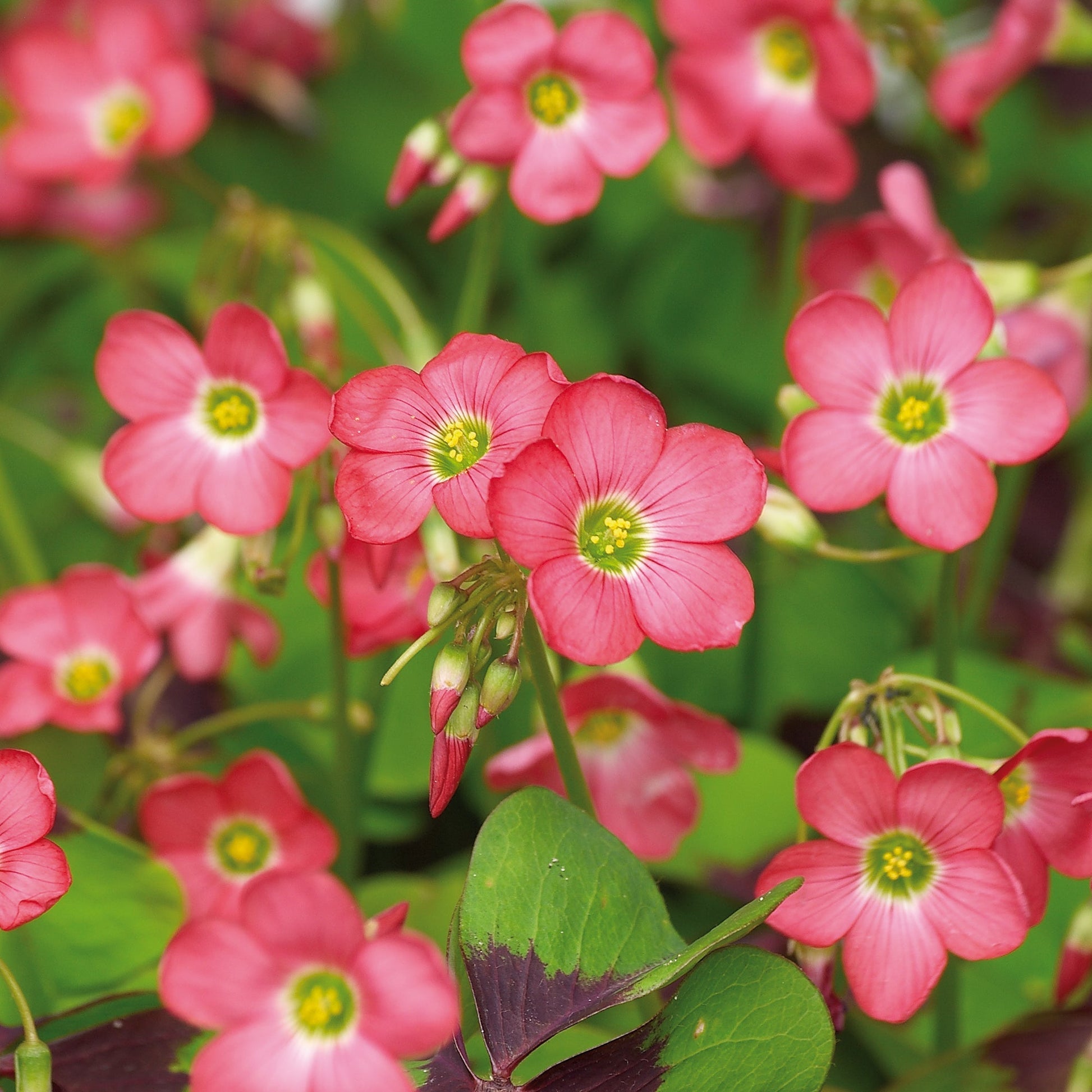 Onnenapila, Oxalis 'Iron Cross'