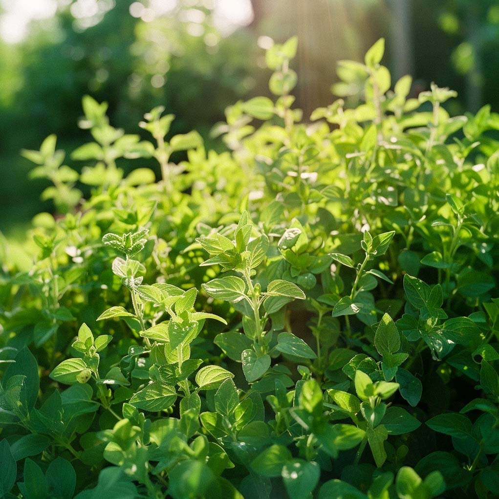 Oreganon siemenet 'Oregano' - 500 luomusiementä