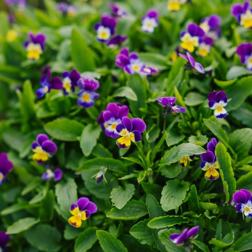 Orvokin siemenet - 100 luomusiementä