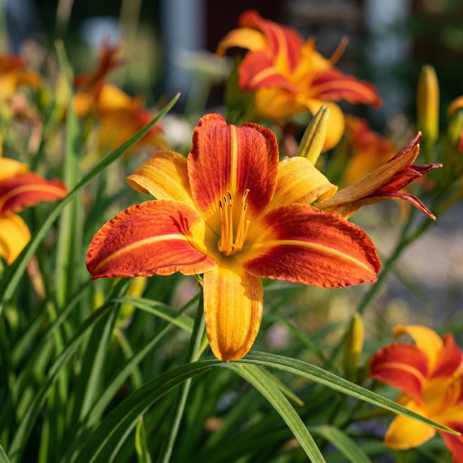 Päivänlilja, Hemerocallis 'Frans Hals'
