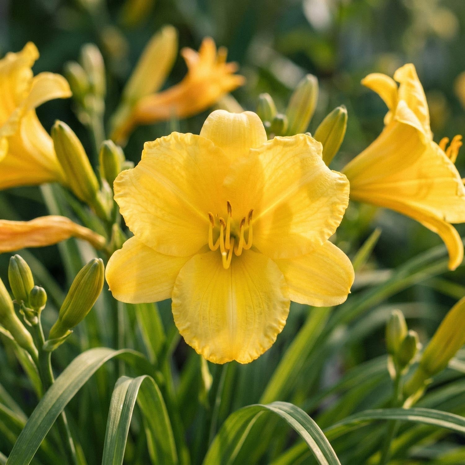 Päivänlilja, Hemerocallis 'Stella de Oro'
