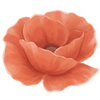 Unikot paljasjuuritaimet / Papaver