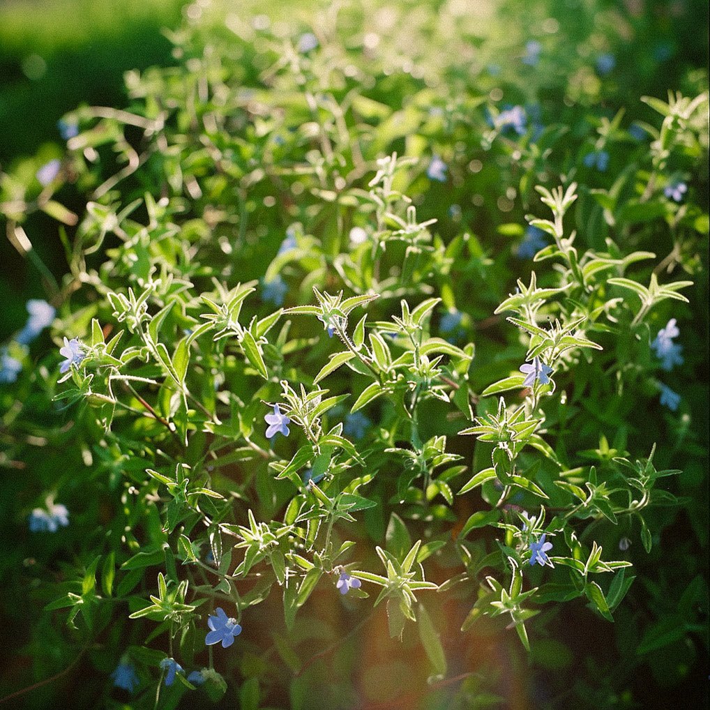 Papuyrtin siemenet - 200 luomusiementä