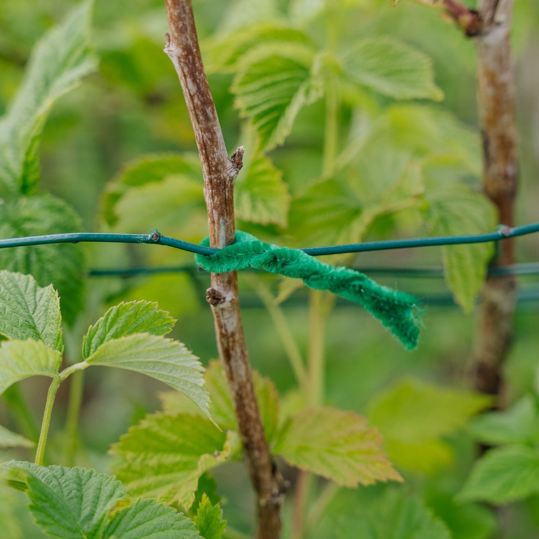Pehmeät kierrenauhat, 15 cm, 50 kpl