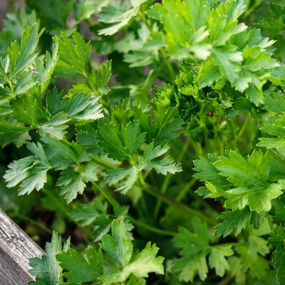 Persiljan siemenet 'Comun 3' - 200 luomusiementä