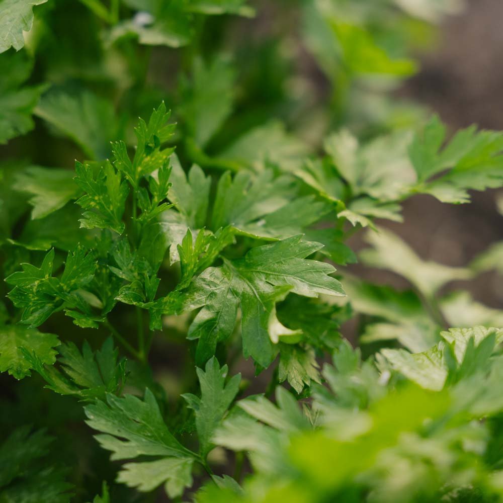 Persiljan siemenet 'Giant of Italy' - 200 luomusiementä