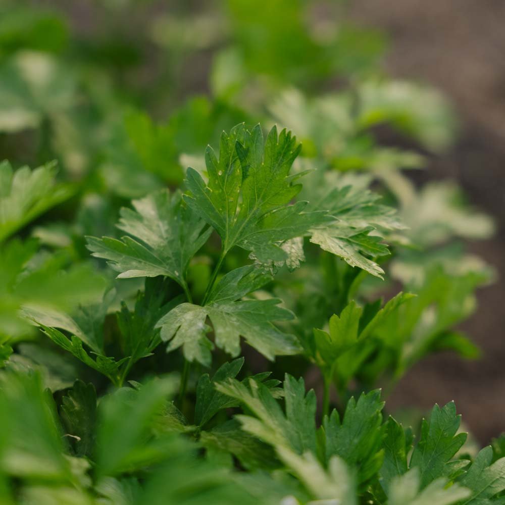 Persiljan siemenet 'Giant of Italy' - 200 luomusiementä