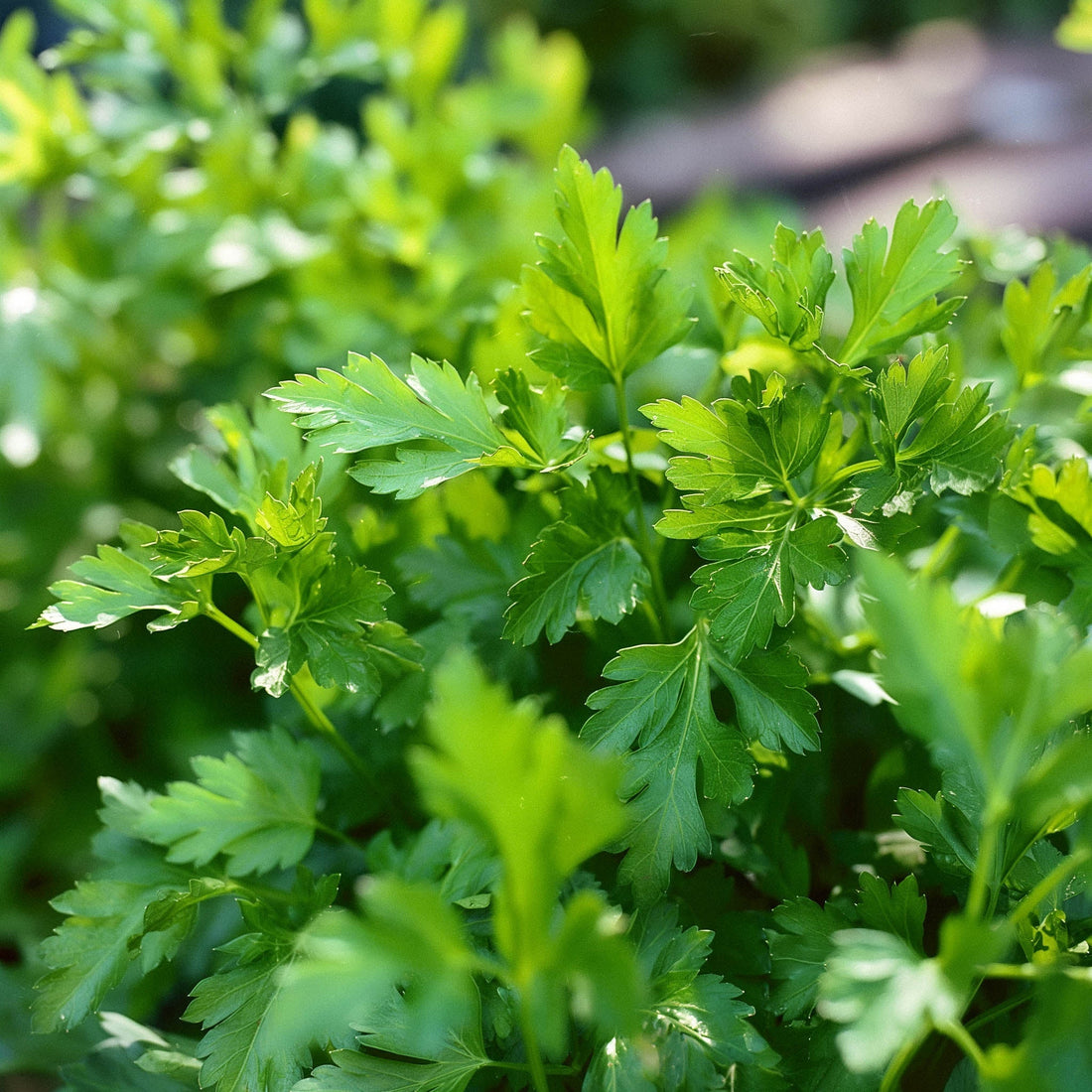Persiljan siemenet 'Giant of Italy' - 200 luomusiementä