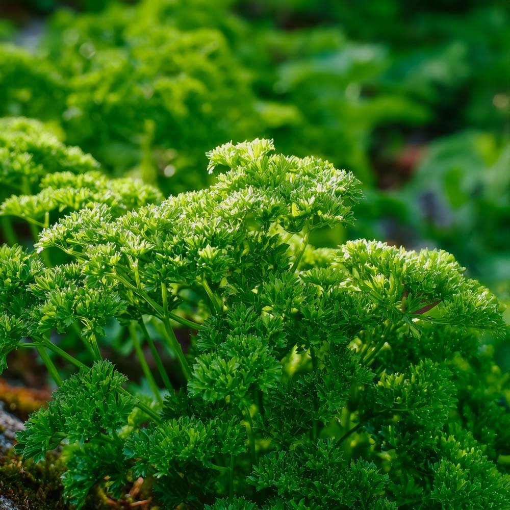 Persiljan siemenet 'Moss Curled 2' - 200 luomusiementä