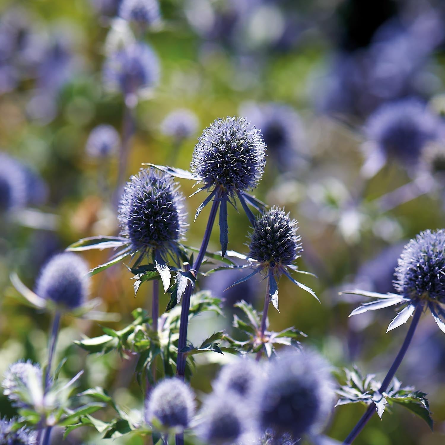 Piikkiputki, Eryngium 'Planum'