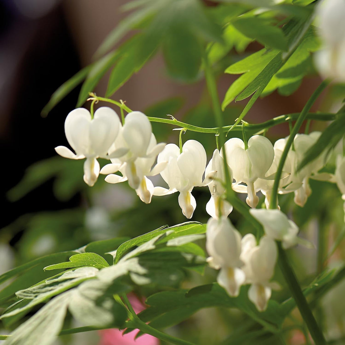 Pikkusydän, Dicentra 'Alba'