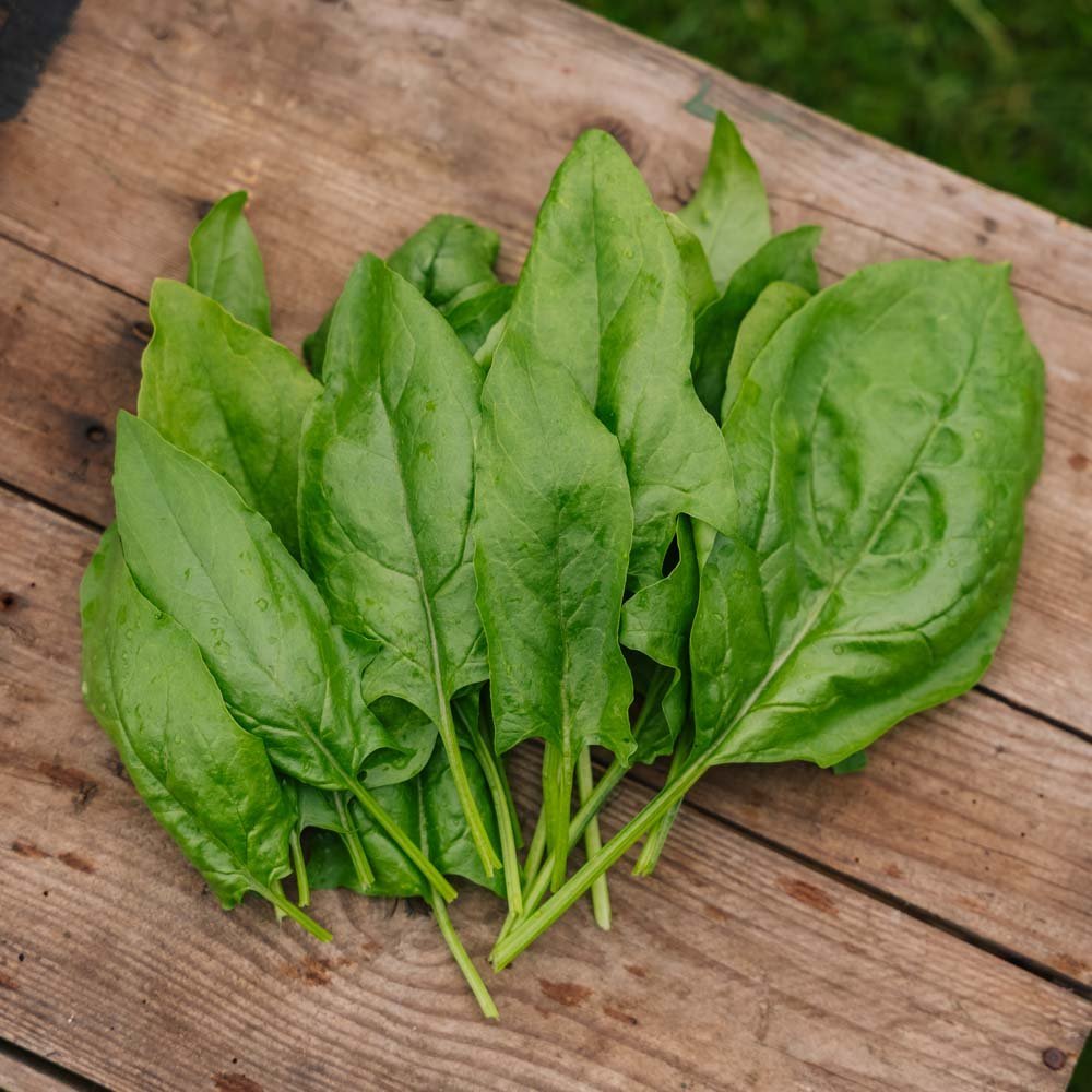 Pinaatin siemenet 'Early Giant Leaf' - 125 luomusiementä