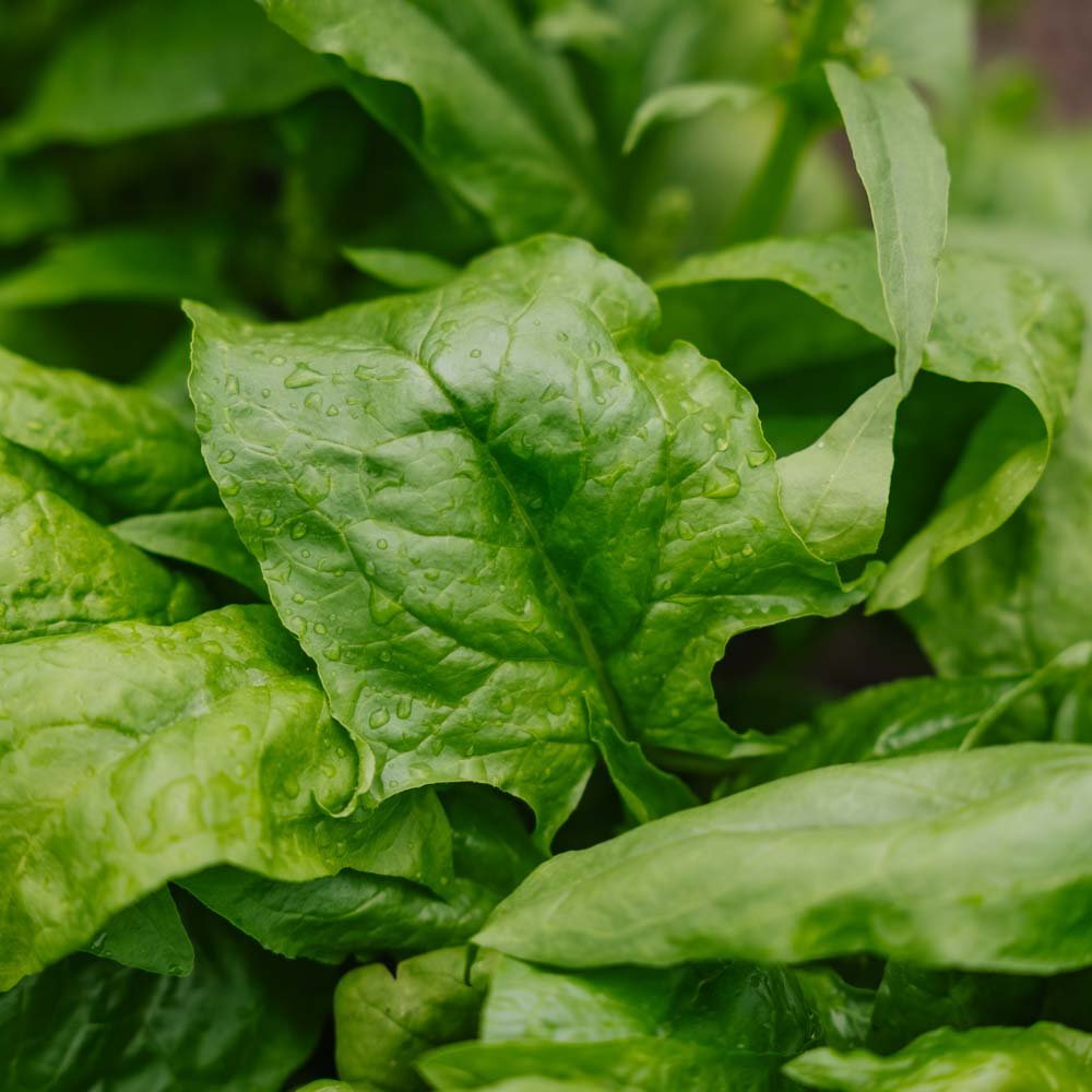 Pinaatin siemenet 'Early Giant Leaf' - 125 luomusiementä