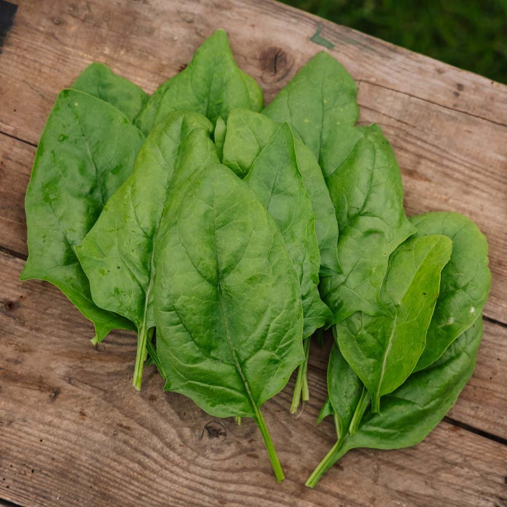 Pinaatin siemenet 'Winter Giant' - 200 luomusiementä - 