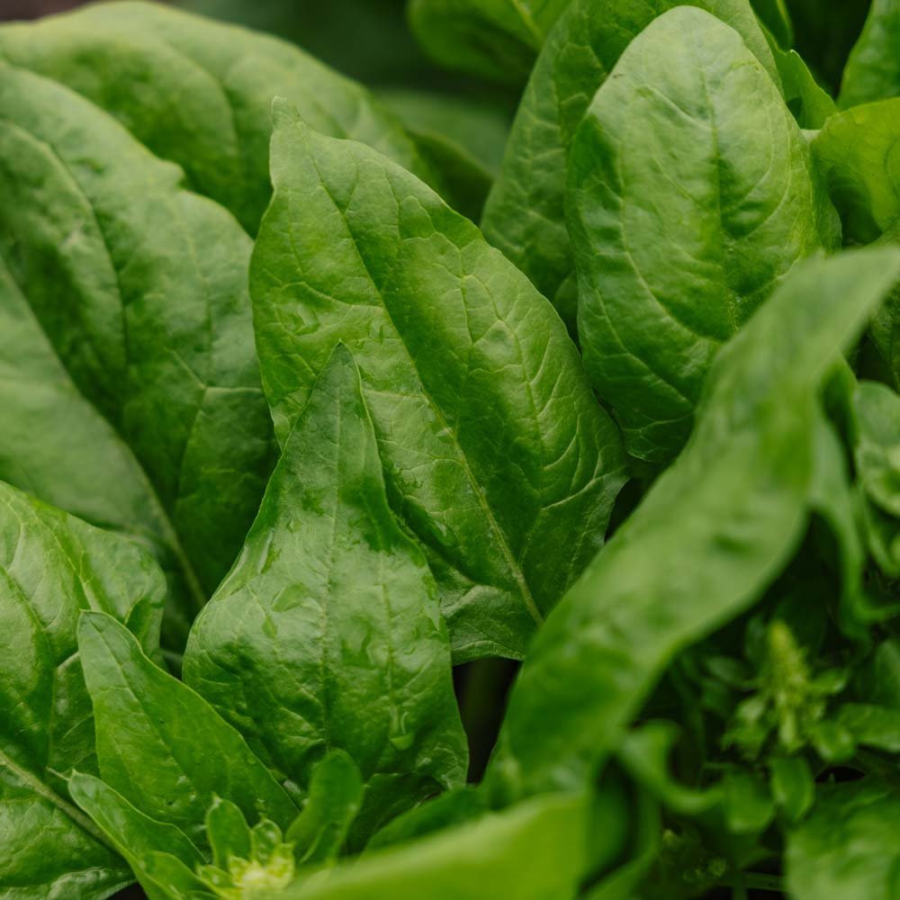 Pinaatin siemenet 'Winter Giant' - 200 luomusiementä - 