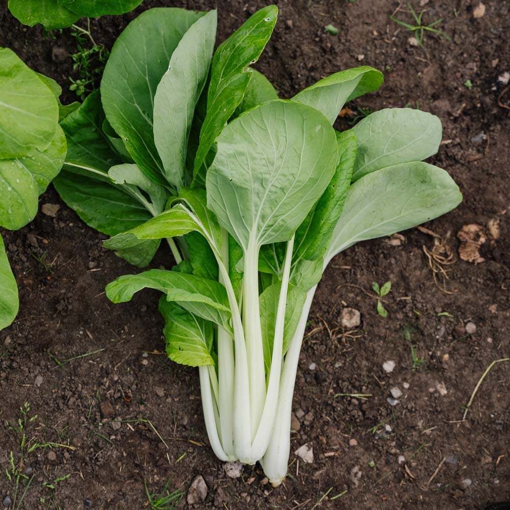 Pinaattikiinankaalin (pak choi) - siemenet 'Taisai' - 50 luomusiementä