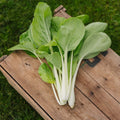 Pinaattikiinankaalin (pak choi) - siemenet 'Taisai' - 50 luomusiementä