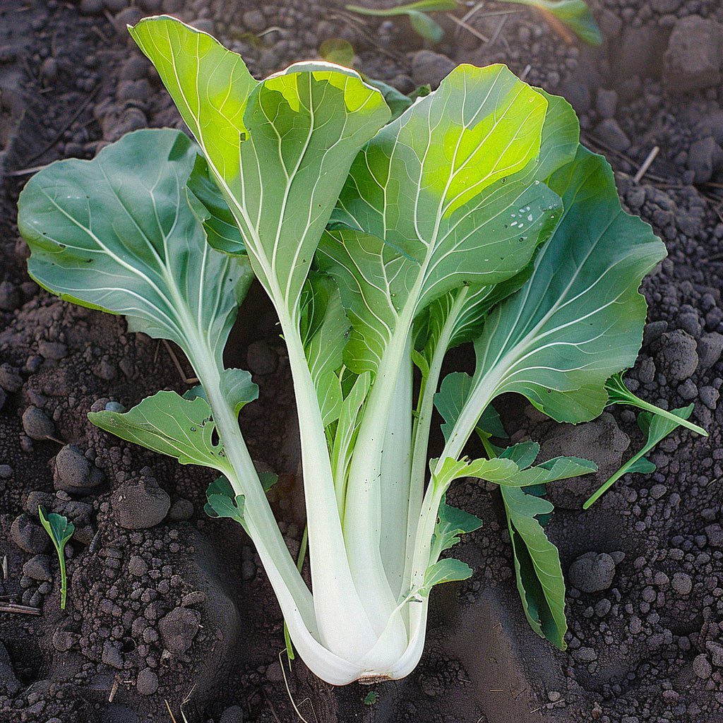 Pinaattikiinankaalin (pak choi) - siemenet 'Taisai' - 50 luomusiementä