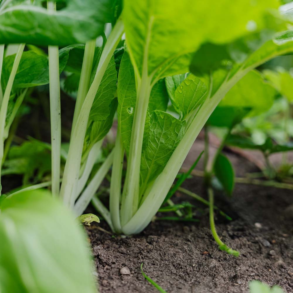 Pinaattikiinankaalin (pak choi) - siemenet 'Taisai' - 50 luomusiementä