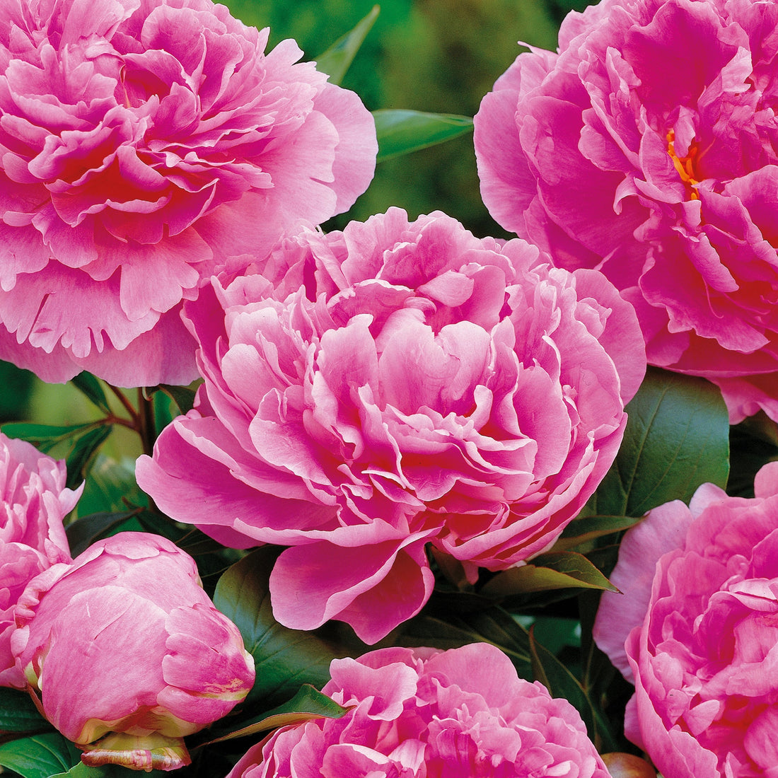 Pioni 'Alexander Fleming'