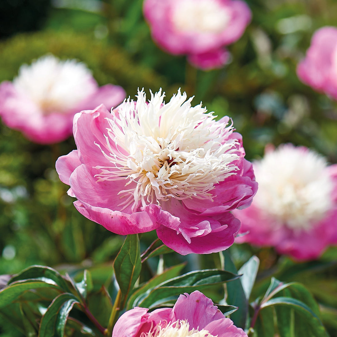 Pioni 'Bowl of Beauty'