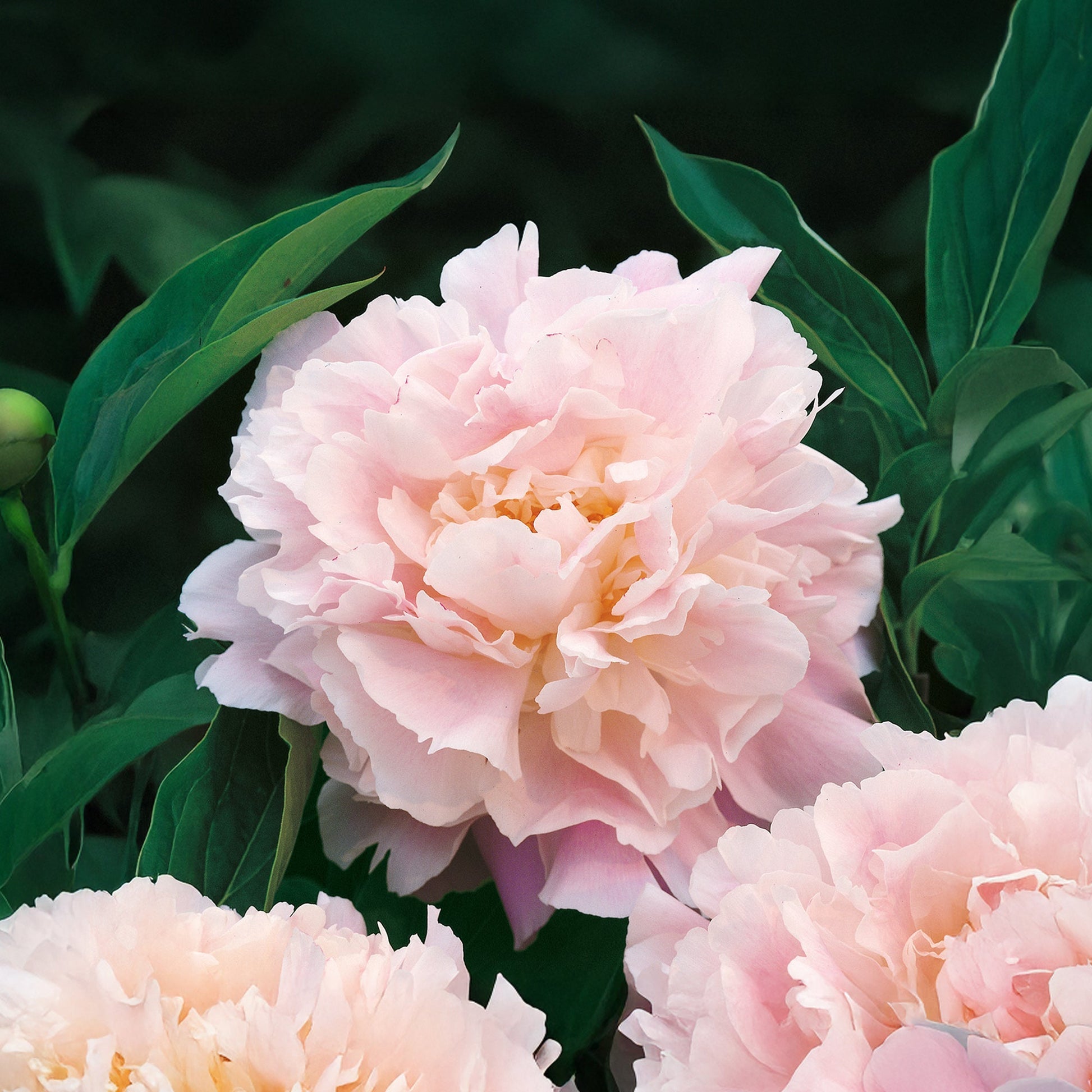 Pioni 'Catherina Fontijn'