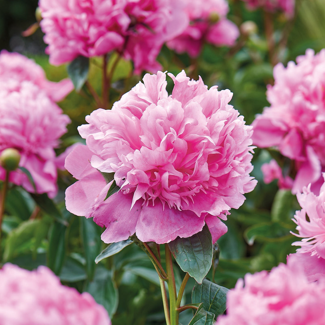 Pioni 'Monsieur Jules Elié'