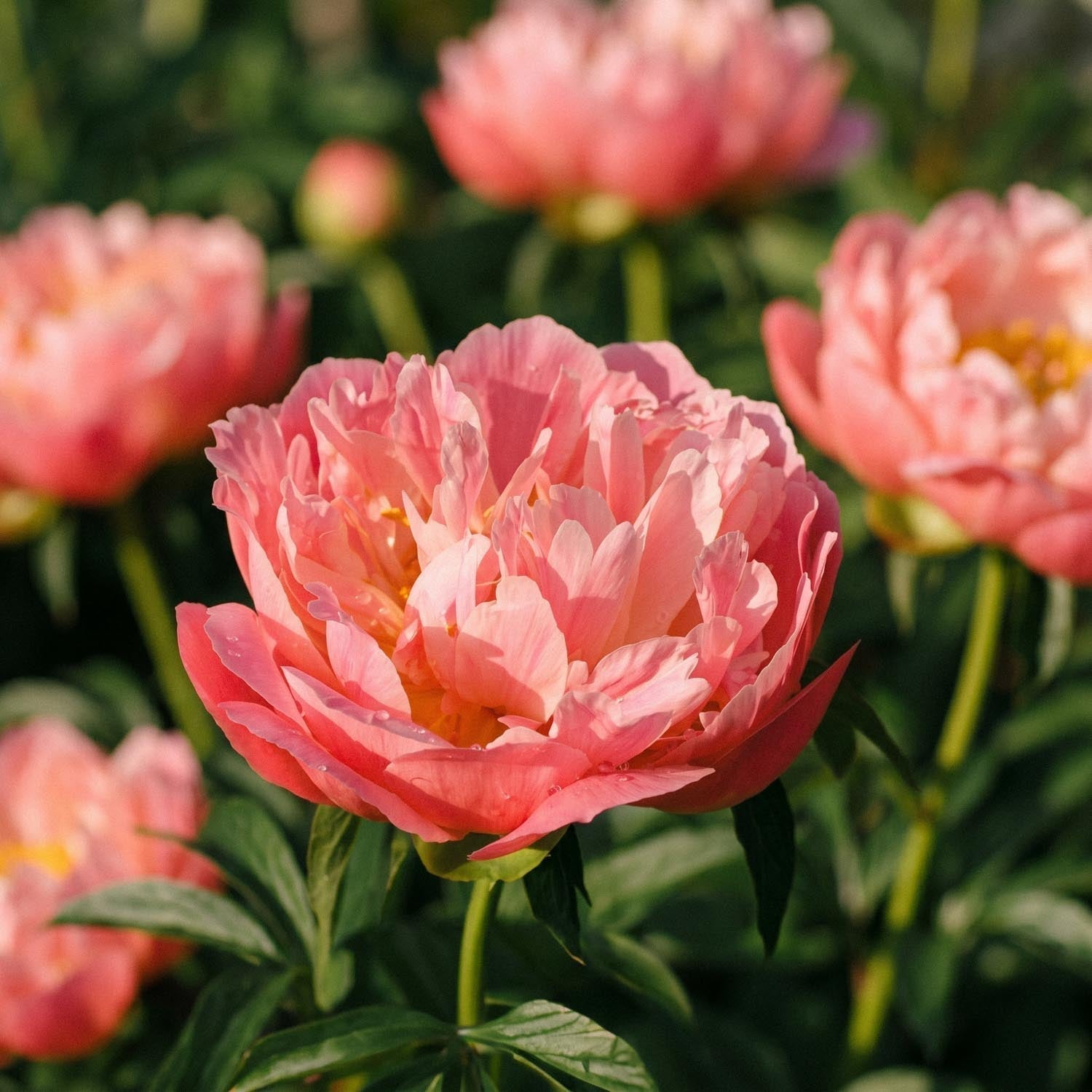 Pioni, Paeonia 'Coral Charm'