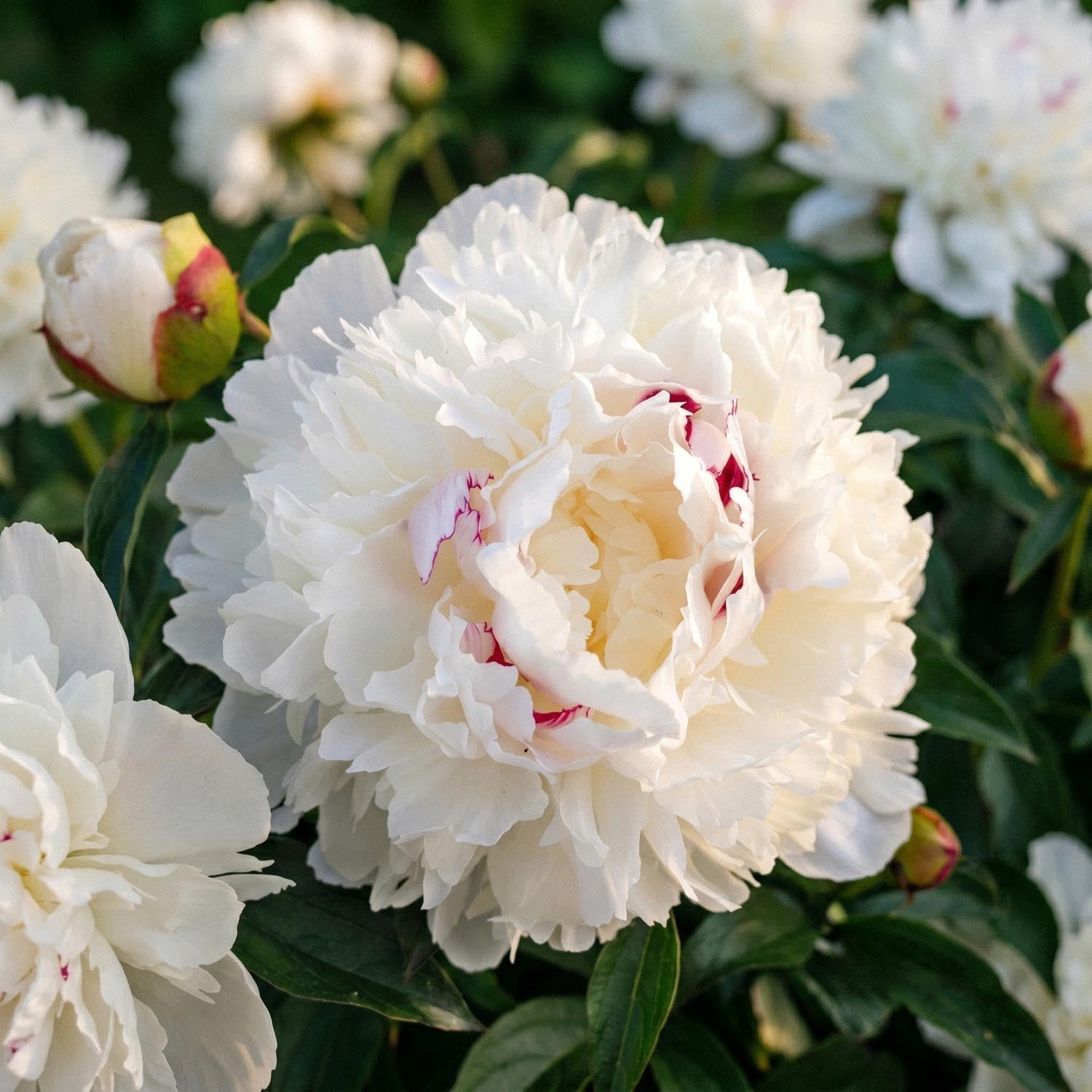 Pioni, Paeonia 'Festiva Maxima'