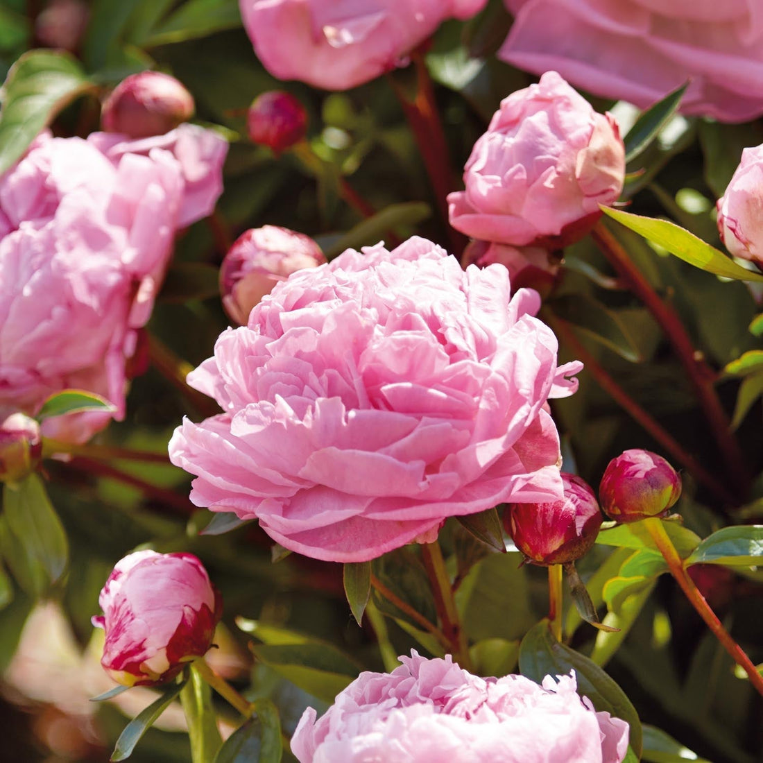 Pioni, Paeonia 'Sarah Bernhardt'