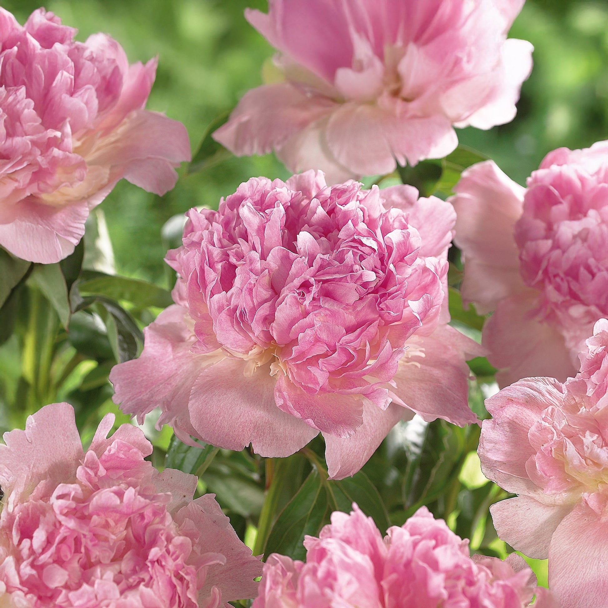 Pioni 'Raspberry Sunday'