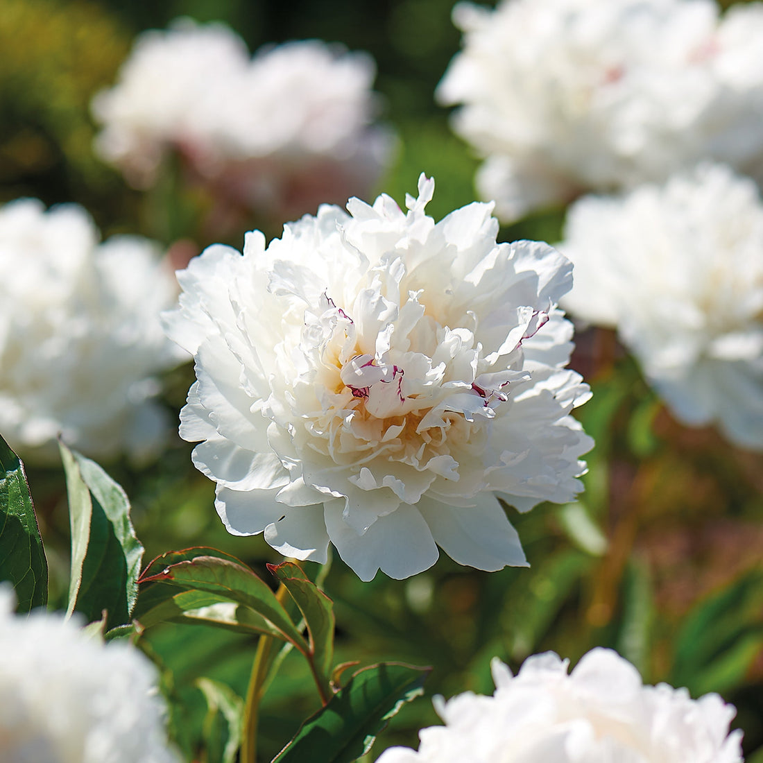 Pioni 'Shirley Temple'