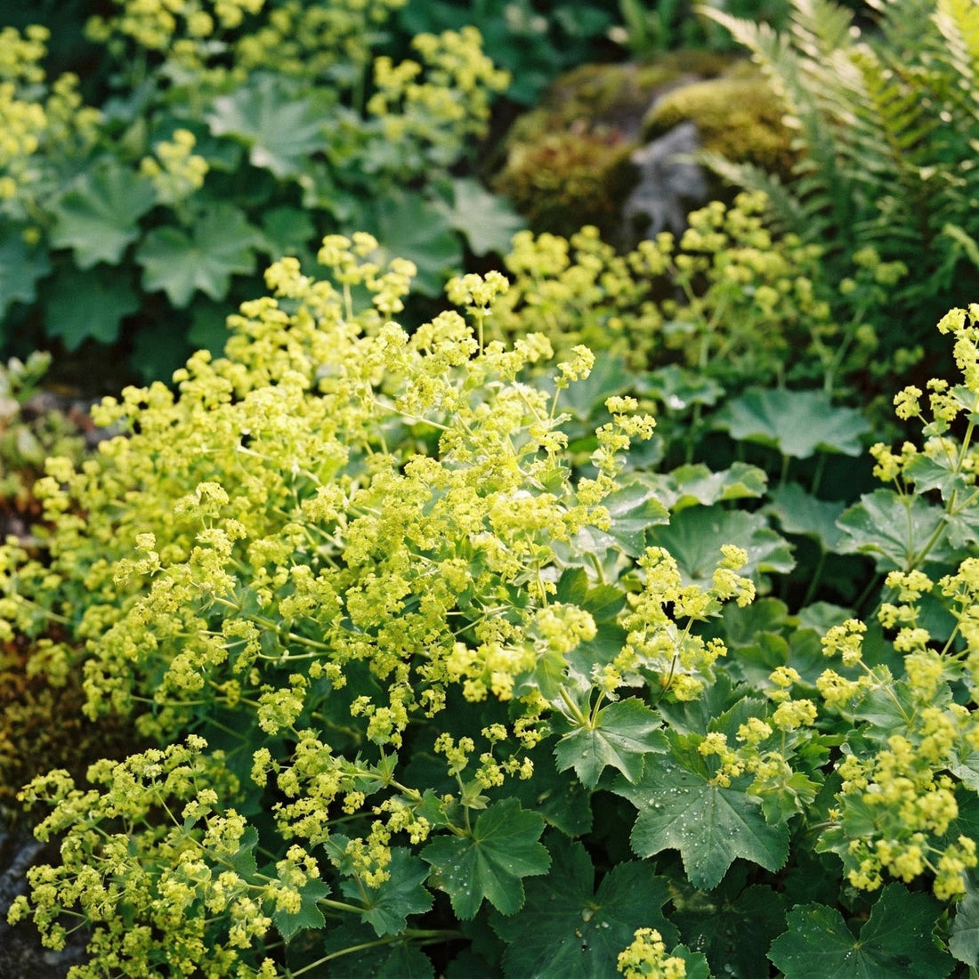 Poimulehti, Alchemilla 'Robustica'