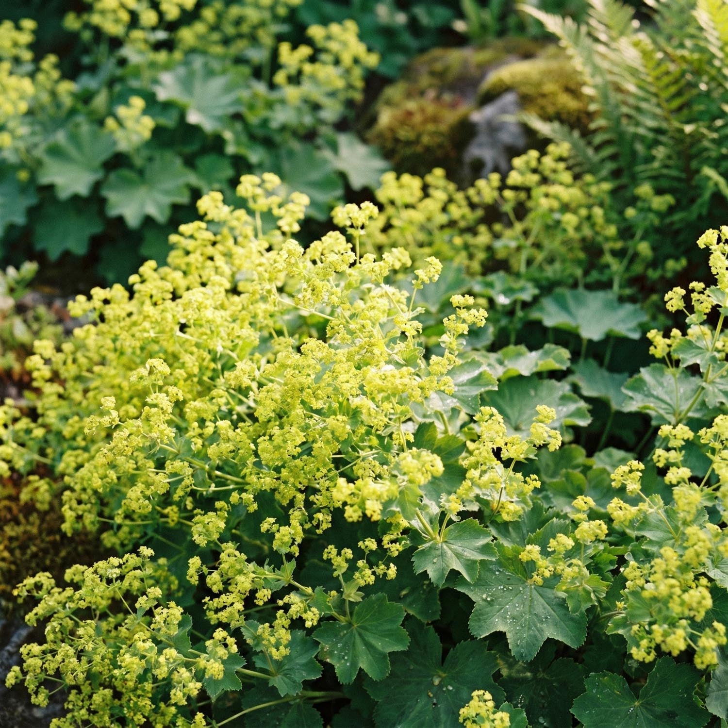 Poimulehti, Alchemilla 'Robustica'