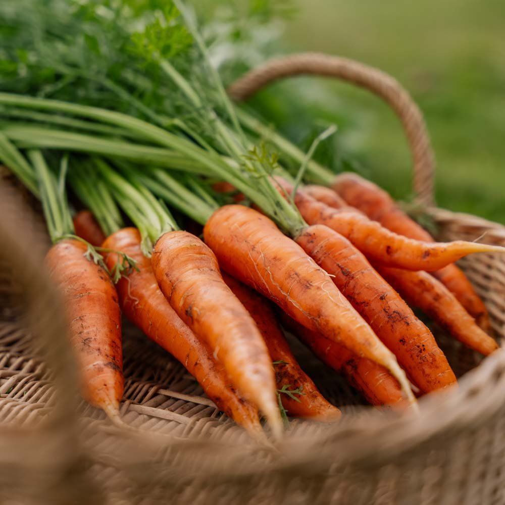 Porkkanan siemenet 'Milan' - 500 luomusiementä