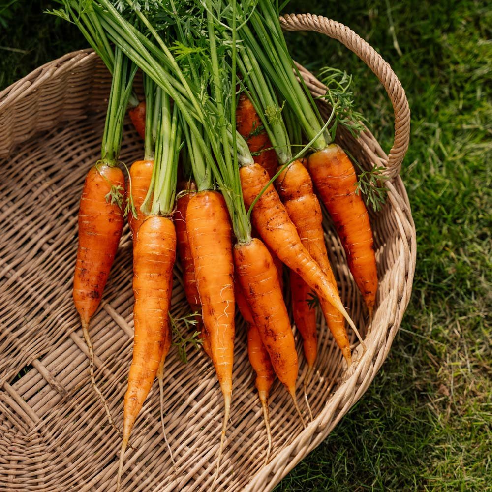 Porkkanan siemenet 'Milan' - 500 luomusiementä