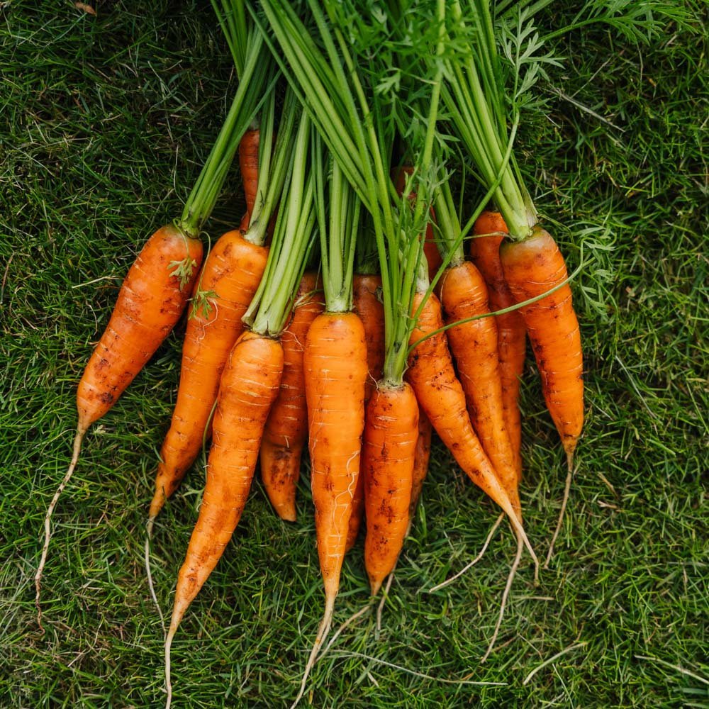 Porkkanan siemenet 'Milan' - 500 luomusiementä