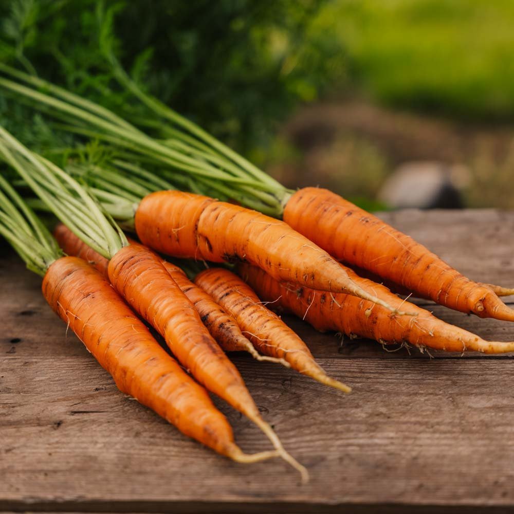 Porkkanan siemenet 'Nantes 2' - 500 luomusiementä