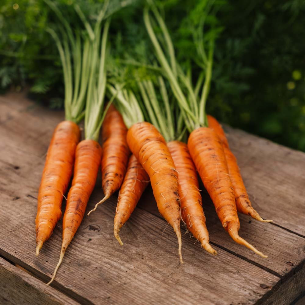 Porkkanan siemenet 'Nantes 2' - 500 luomusiementä