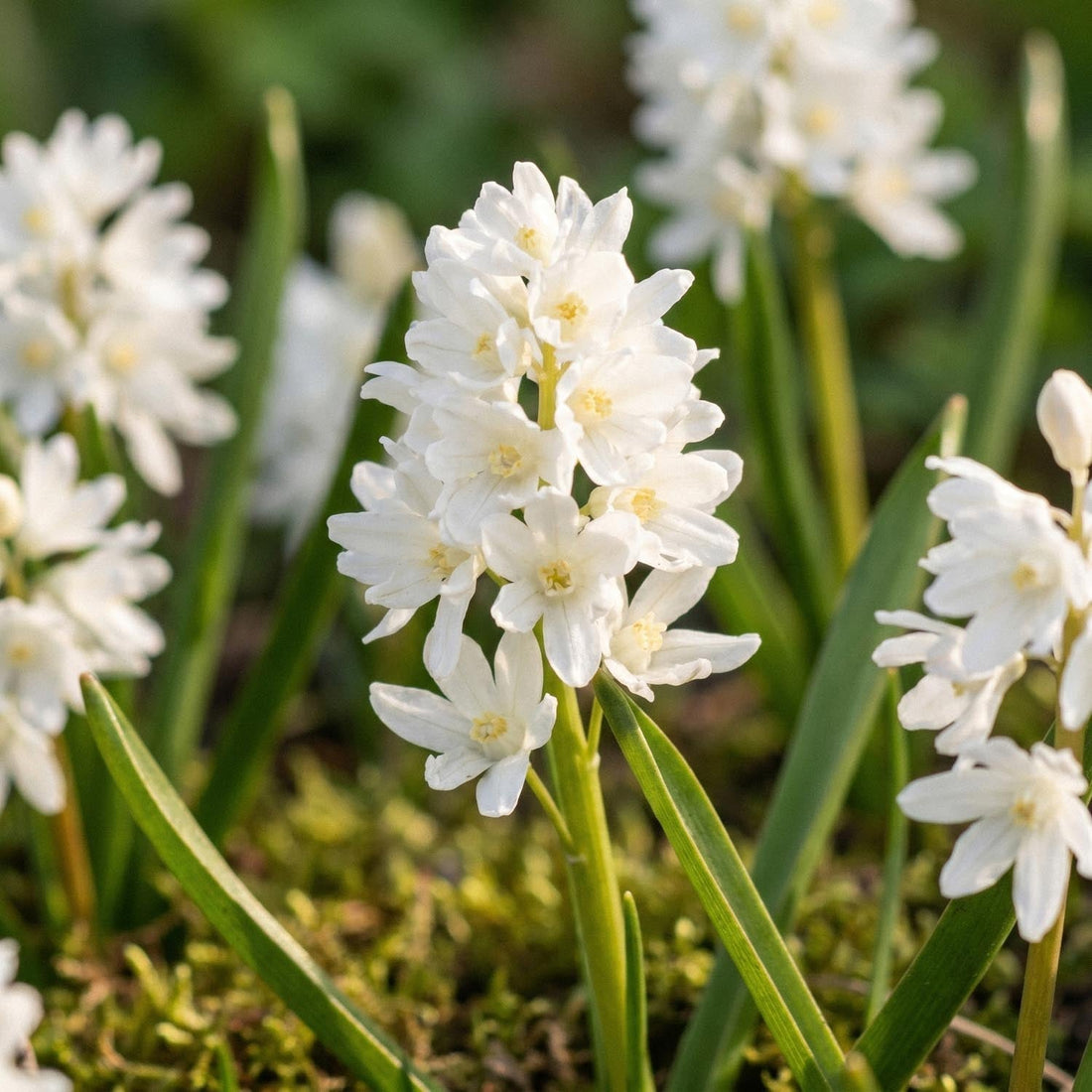 Posliinihyasintti, Puschkinia 'Alba'