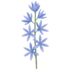 Camassia sipulit / Tähtihyasintit