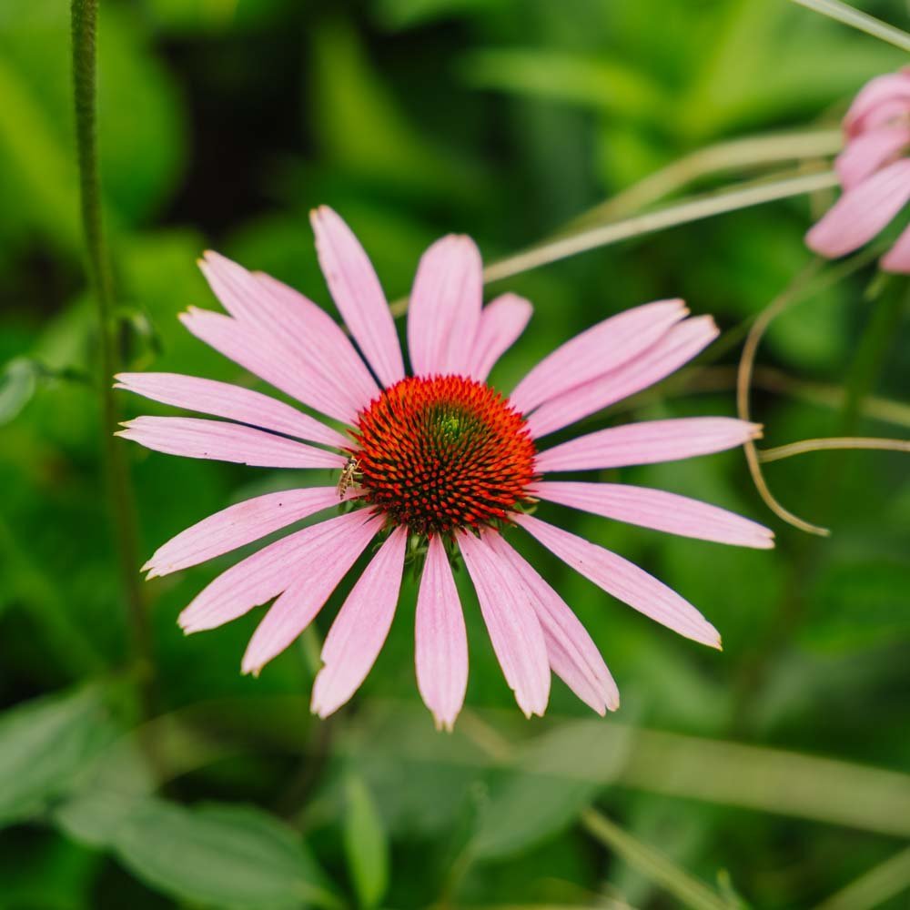 Punahatun siemenet - 90 luomusiementä