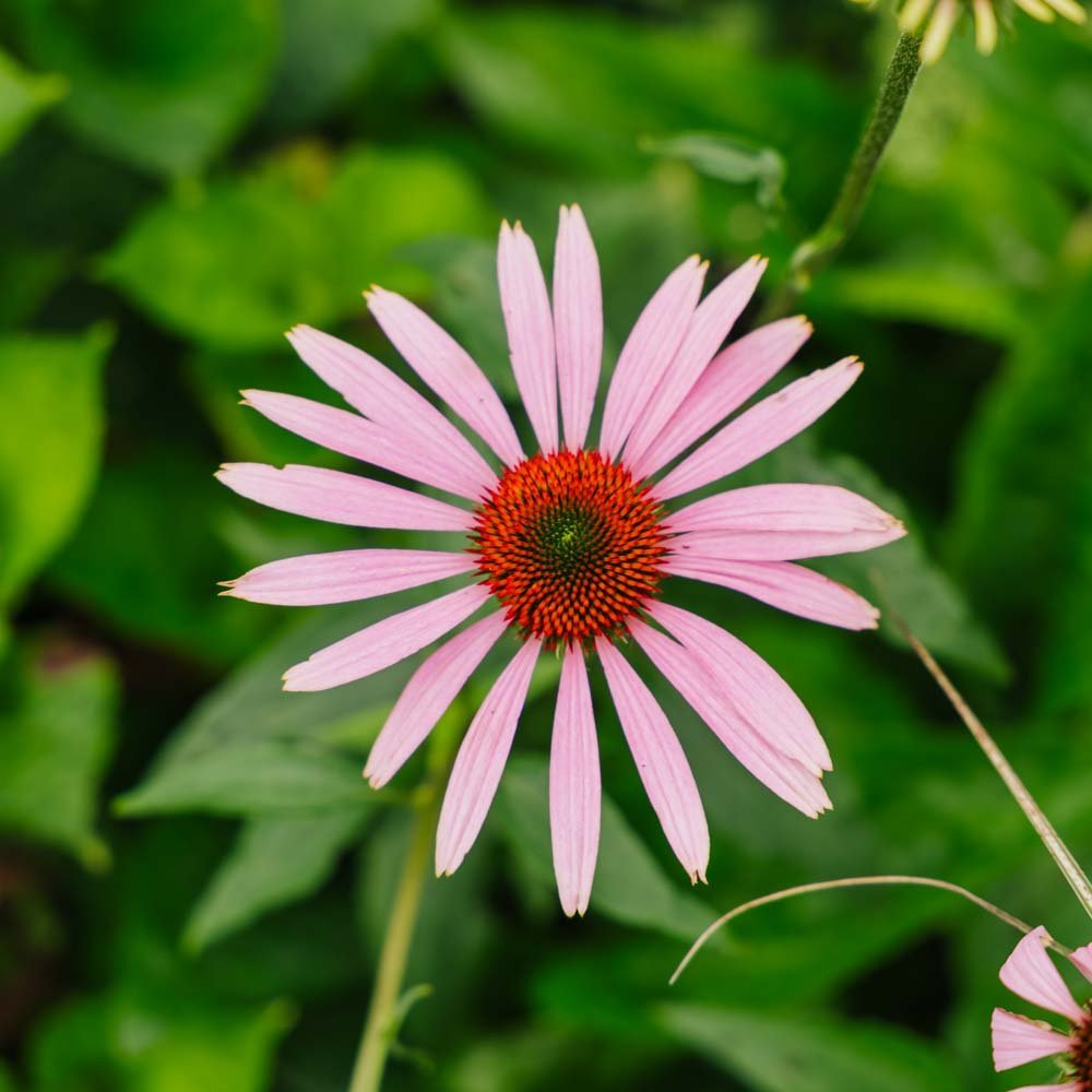 Punahatun siemenet - 90 luomusiementä
