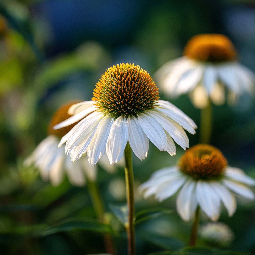 Punahatun siemenet 'White Swan' - 20 luomusiementä
