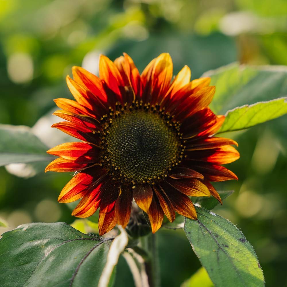 Punainen auringonkukka, keskikokoinen - 20 luomusiementä