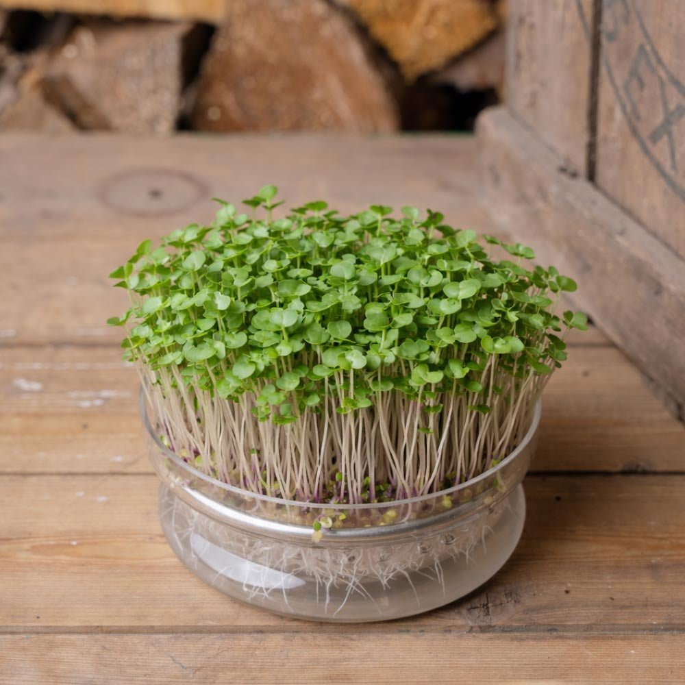 Punaisen venäläisen lehtikaalin mikroversojen siemenet - 5000 luomusiementä