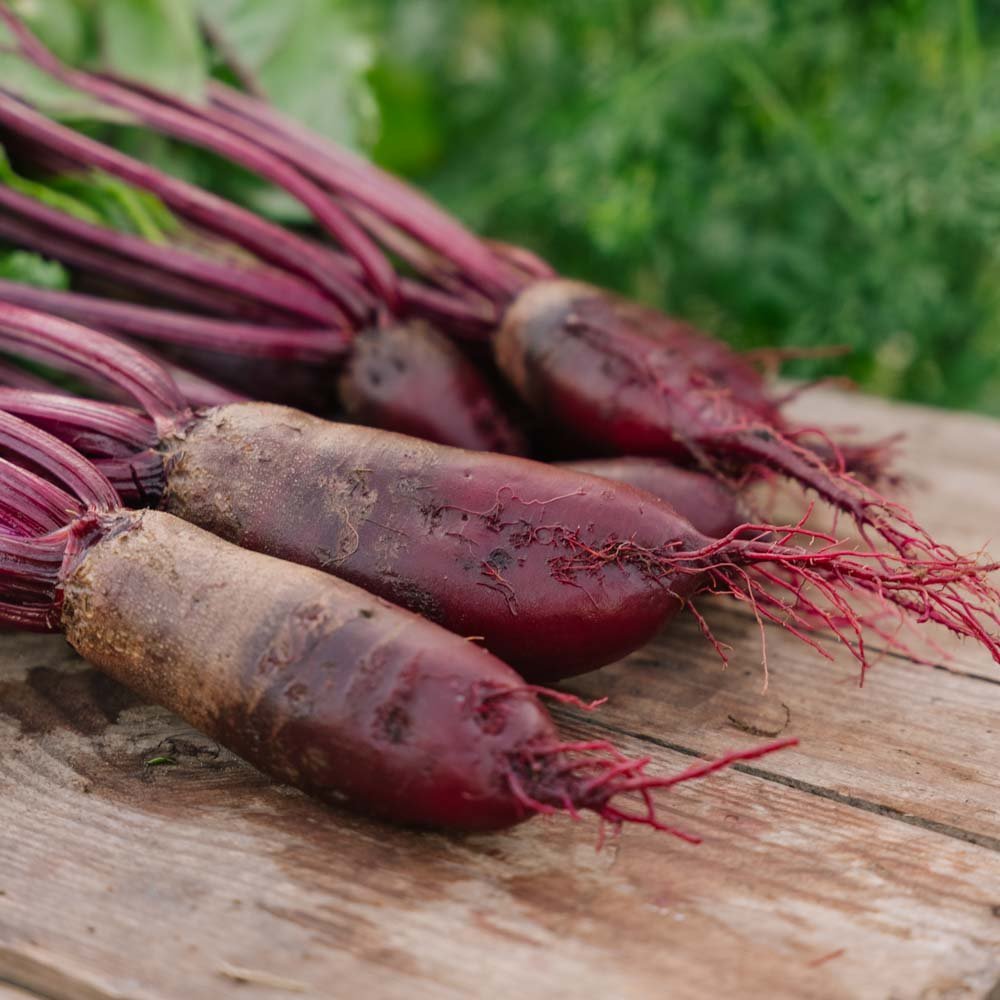 Punajuuren siemenet 'Cylindra' - 50 luomusiementä