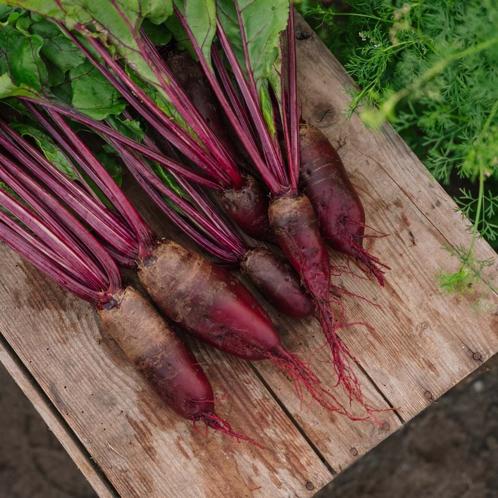 Punajuuren siemenet 'Cylindra' - 50 luomusiementä