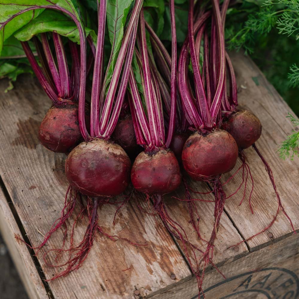 Punajuuren siemenet 'Detroit 2' - 50 luomusiementä