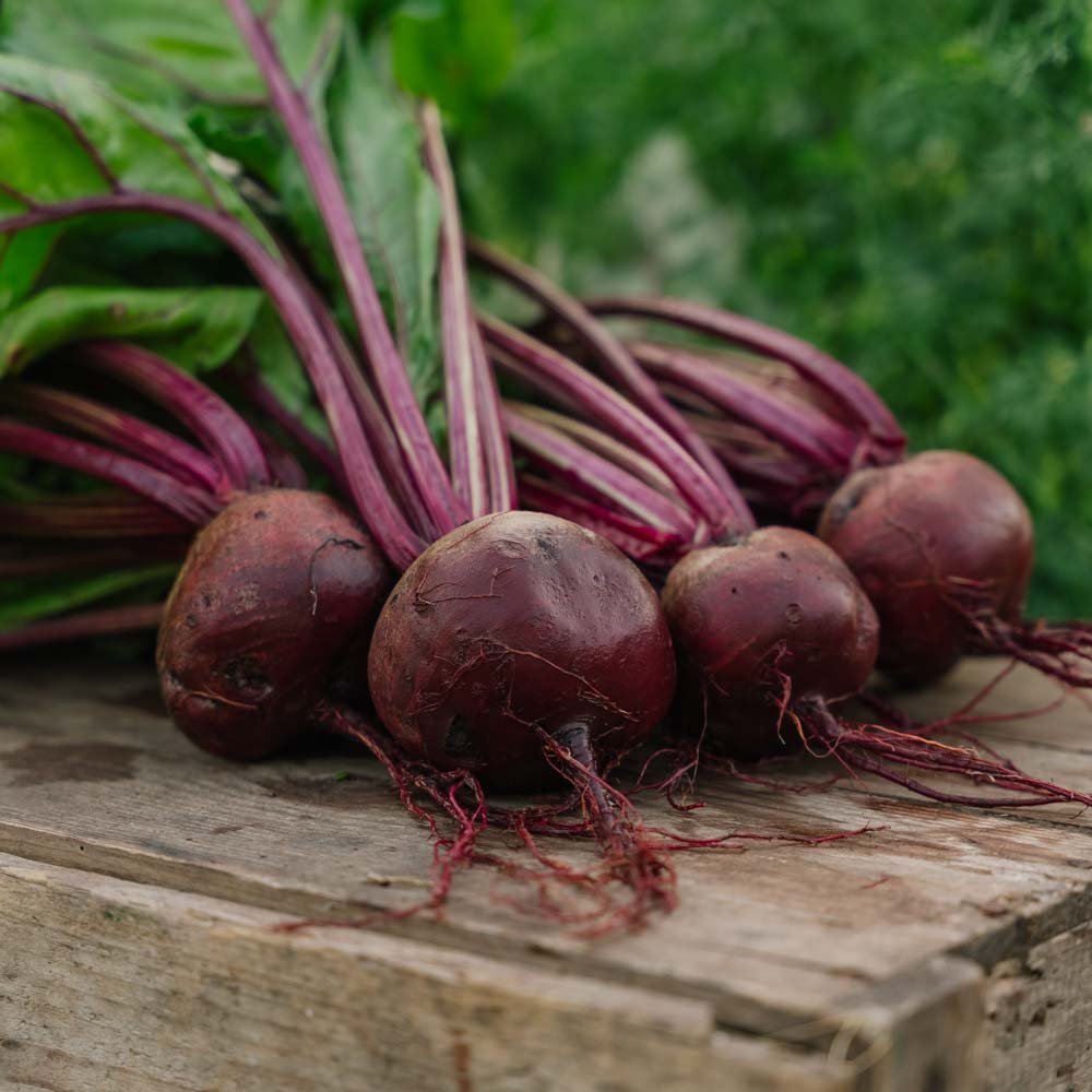 Punajuuren siemenet 'Detroit 2' - 50 luomusiementä